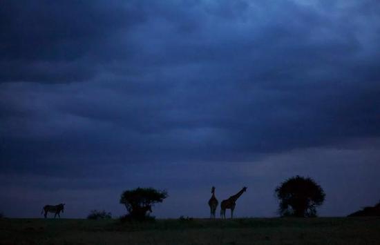 在肯尼亚的莱基皮亚高原，依稀可见夜色下的几只网纹长颈鹿和细纹斑马。它们和其他濒临灭绝的物种共同栖息在这片动物和人类区域交错的土地上。  　　Robert Pringle