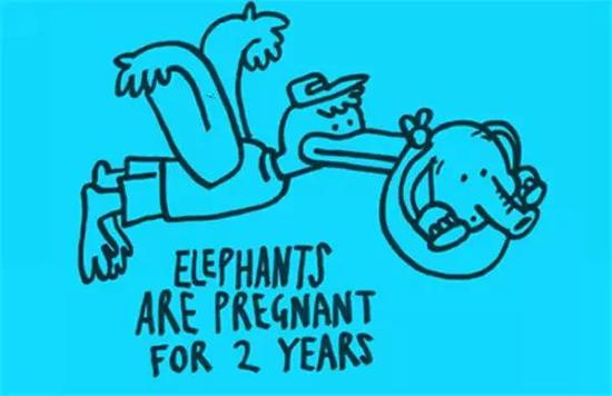大象的怀孕期是2年。