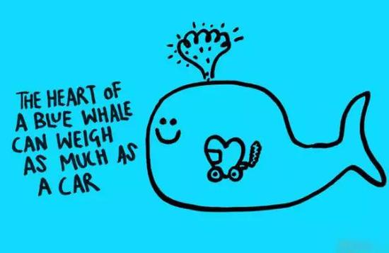 蓝鲸的心脏的重量跟一辆车一样重。