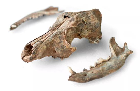 殷墟人类墓葬腰坑中出土的狗骨，距今3000余年。这只狗被商代人用于殉葬（黄宇 摄）