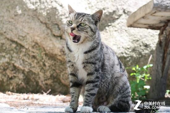 如何正确的撸猫 YWIM-fyqincv0456293.jpg