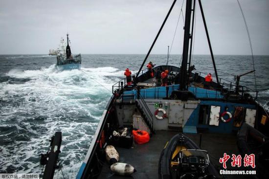 秋刀鱼中国叫什么 资料图:2014年2月2日,南大洋,日本捕鲸船“第二勇新丸”(Yushin Maru)号企图对反捕鲸船“史蒂夫·欧文”(Steve Irwin)号进行驱离。