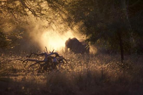 大象在莫桑比克戈龙戈萨国家公园进食。　Robert Pringle