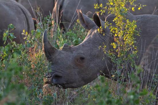 南非Hluhluwe野生动物保护区里的白犀牛。除了战争，犀牛还会遭受到捕猎者对犀牛角的非法猎取。 　　Joshua Daskin