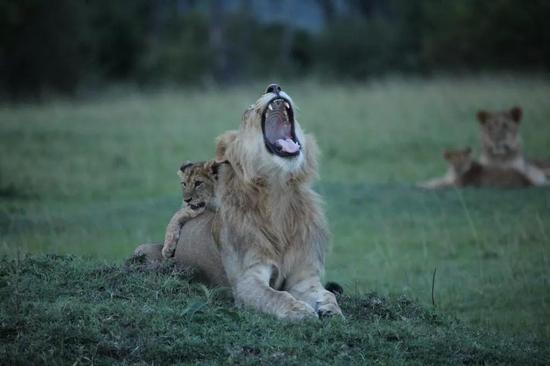 黄昏时分，肯尼亚马赛马拉国家保护区里的狮子和狮子宝宝们正在休憩。 Robert Pringle