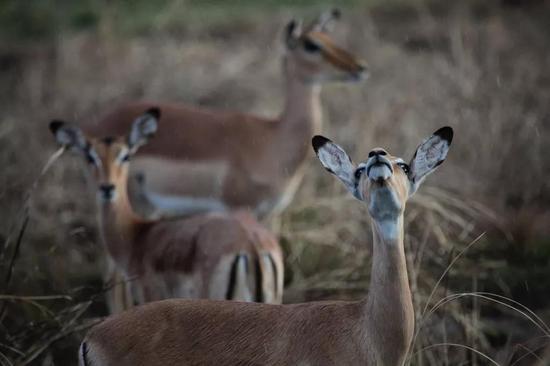 莫桑比克戈龙戈萨国家公园里的雌性黑斑羚正仰头嗅着湿润的空气。　Robert Pringle