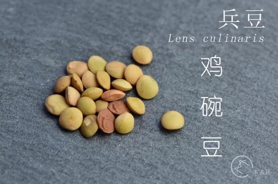 兵豆的萌不同于眉豆，它小而扁，表面光滑，是一种乖巧的可爱。