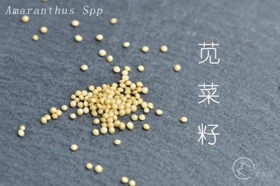 藜麦 Chenopodium quinoa