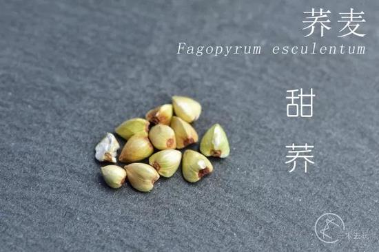 苦荞 Fagopyrum tataricum