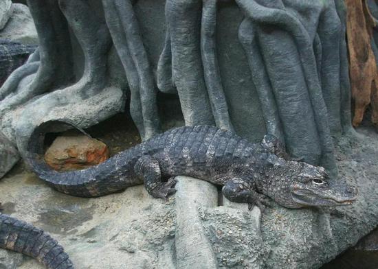 扬子鳄Alligator sinensis（图片来自维基百科）