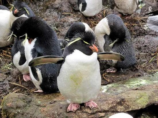 跳岩企鹅(Rockhopper penguins)长得就像个坏男孩。图源:David Stanley / CC BY 2.0