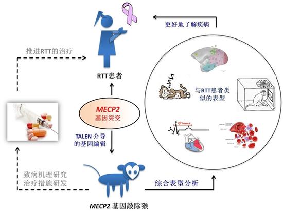 瑞特综合征猴模型构建、表型分析及意义示意图