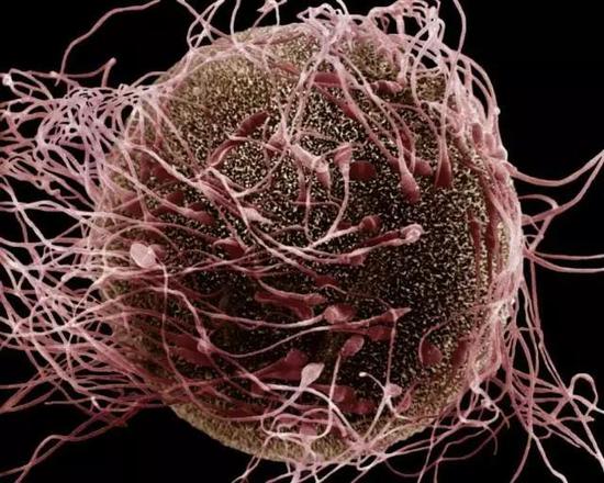 扫描电镜图中显示了人类的受精时刻。曾经人们将受精过程中的卵细胞描绘成被动的，但新的发现表明，卵细胞可能会筛掉基因不合适的精子。