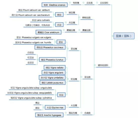 豆类分类表