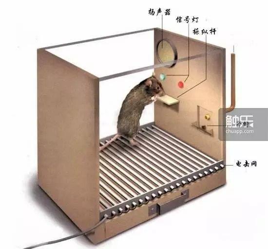 斯金纳箱实验装置图