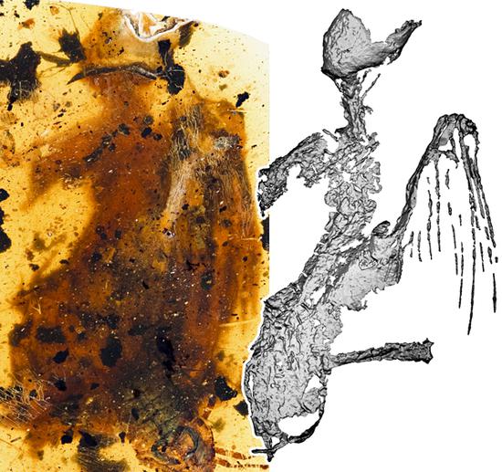 琥珀又立功：中外科学家发现一亿年前最完整古鸟