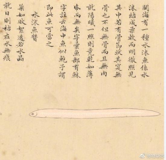 鳗鱼被吃成濒危了吗?可以人工繁殖但成本高未商业化