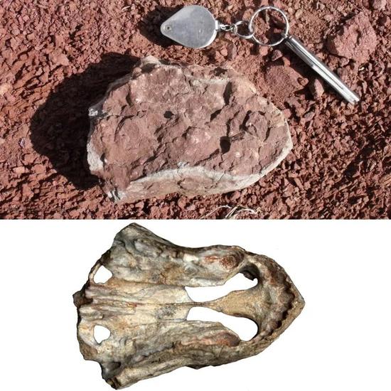 图3：王氏石拐颌兽（Shiguaignathus wangi）发现时照片及修理后的照片