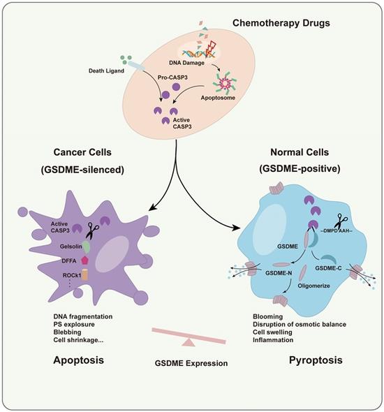 GSDME决定化疗药物诱导癌细胞和正常细胞分别发生凋亡和焦亡