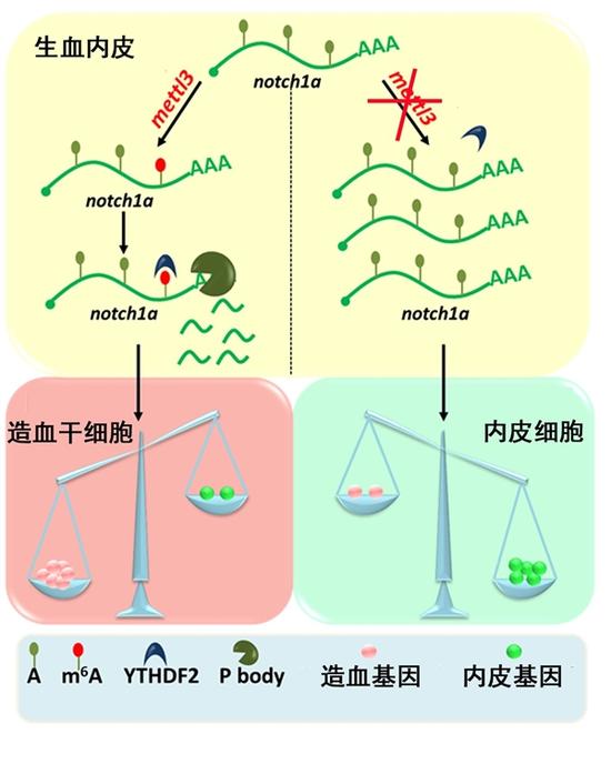 notch1a mRNA的m6A修饰水平促进内皮-造血细胞转化