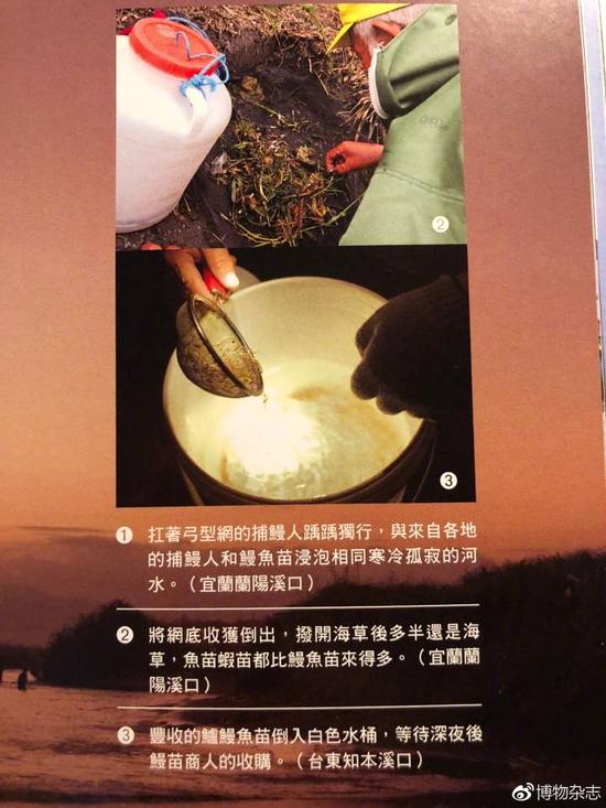 鳗鱼被吃成濒危了吗?可以人工繁殖但成本高未商业化 台湾渔民捕捞鳗苗。这里有日本鳗鲡的苗,还有花鳗鲡的苗。来源:《河口野学堂》