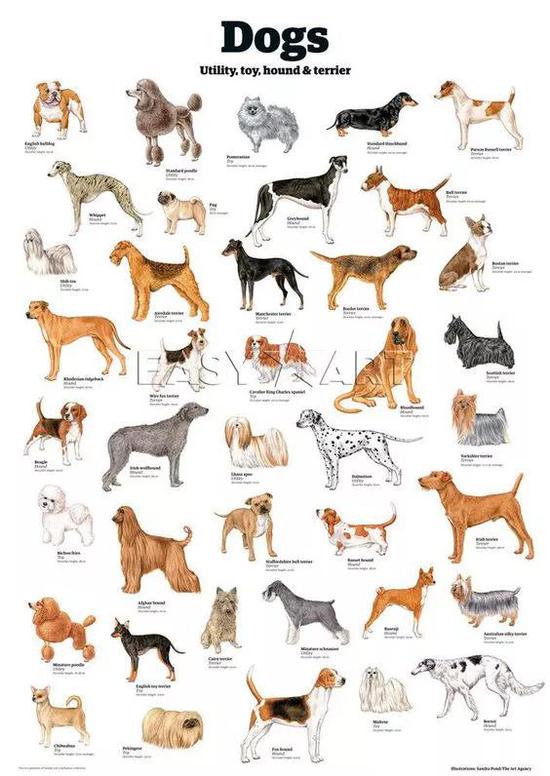 狗有着极为丰富的表观遗传多样性，目前世界上有数百个不同品种的狗，彼此之间外貌、性情差异极大。