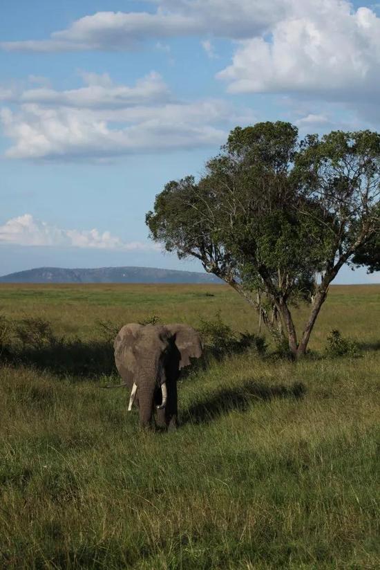 一只公象在肯尼亚马赛马拉国家保护区里孤独地觅食。 Robert Pringle
