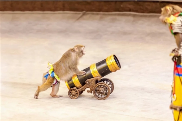 在线图库Shutterstock禁止“非自然”猿、猴照片