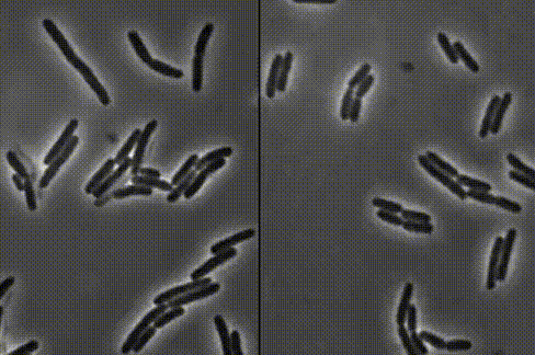 左：接连破裂的细菌 右：正常生长的细菌
