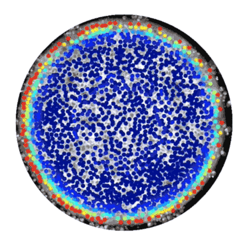 该胚状体中的信号波会促进细胞分化。红、黄色表示信号很强，蓝色表示信号较弱。来源：Idse Heemskerk、Aryeh Warmflas（莱斯大学）