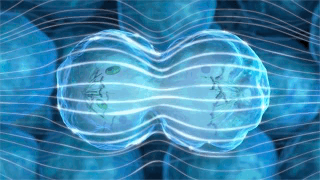 ▲ 细胞分裂凹陷,导致电场线弯曲汇聚