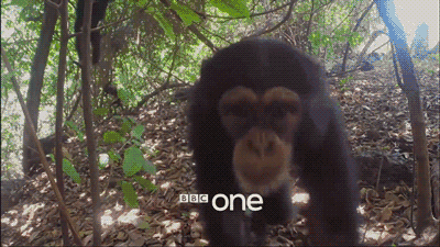 BBC又出神作!动物世界激萌上演"无间道"?|bbc|荒野间谍_新浪科技_新浪网