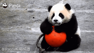 激萌!奶妈收走玩具小马大熊猫福顺怒而打滚