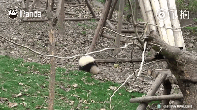 激萌!奶妈收走玩具小马大熊猫福顺怒而打滚 说起来,小马可是滚滚最喜爱的玩具之一。