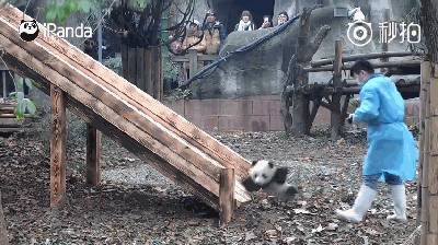 激萌!奶妈收走玩具小马大熊猫福顺怒而打滚