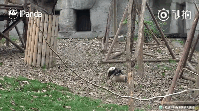 激萌!奶妈收走玩具小马大熊猫福顺怒而打滚