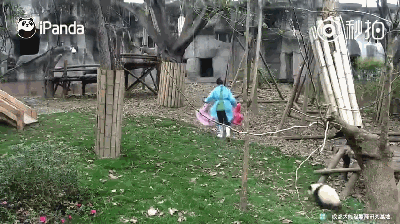 激萌!奶妈收走玩具小马大熊猫福顺怒而打滚 奶妈竟然连头都不回……