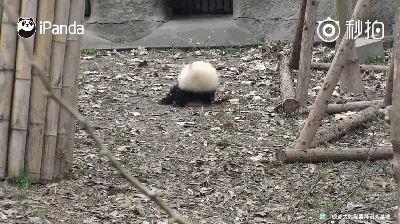 激萌!奶妈收走玩具小马大熊猫福顺怒而打滚 啊没马的日子,只能回归最原始的状态了:滚之~
