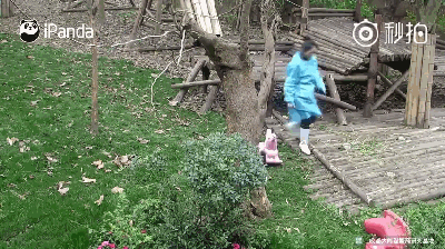激萌!奶妈收走玩具小马大熊猫福顺怒而打滚 奶妈!你站住!还我汗血宝马!