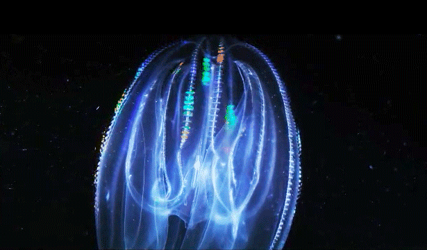 栉水母是古老的海洋生物,彩虹般的光芒在它身上流动闪烁。图源:quantamagazine