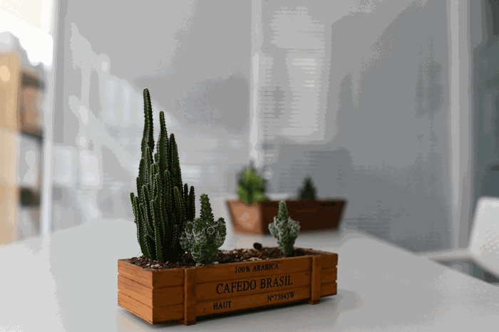 盆景 盆栽 植物 700_466 gif 动态图 动图