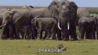 看到这坨奔跑的屎,大象的心情很复杂