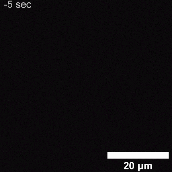 在施加磁场时，海拉细胞的荧光会变弱 图片来源：池谷一博（Noboru Ikeya）和乔纳森·伍德沃德（Jonathan R。 Woodward）