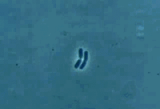 细菌繁殖