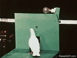 图源:Giphy