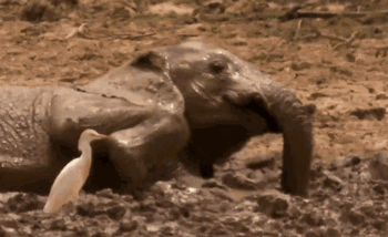 科学探索 动物植物 正文   大象,犀牛这些皮糙肉厚的食草动物除了淋浴