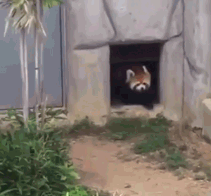 科学探索 动物植物 正文   环境丰容的另外一个维度是,给小熊猫提供