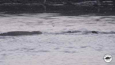 水獭 VS 鳄鱼