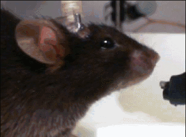 小鼠在喝水时保持了较高的频率（图片来源：《自然》视频截图）