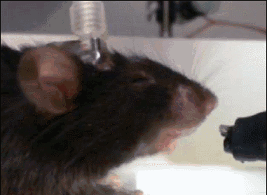 心疼小鼠……（图片来源：《自然》视频截图）